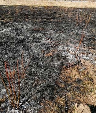 Учёные МГУ оценили послепожарное состояние луговой растительности 