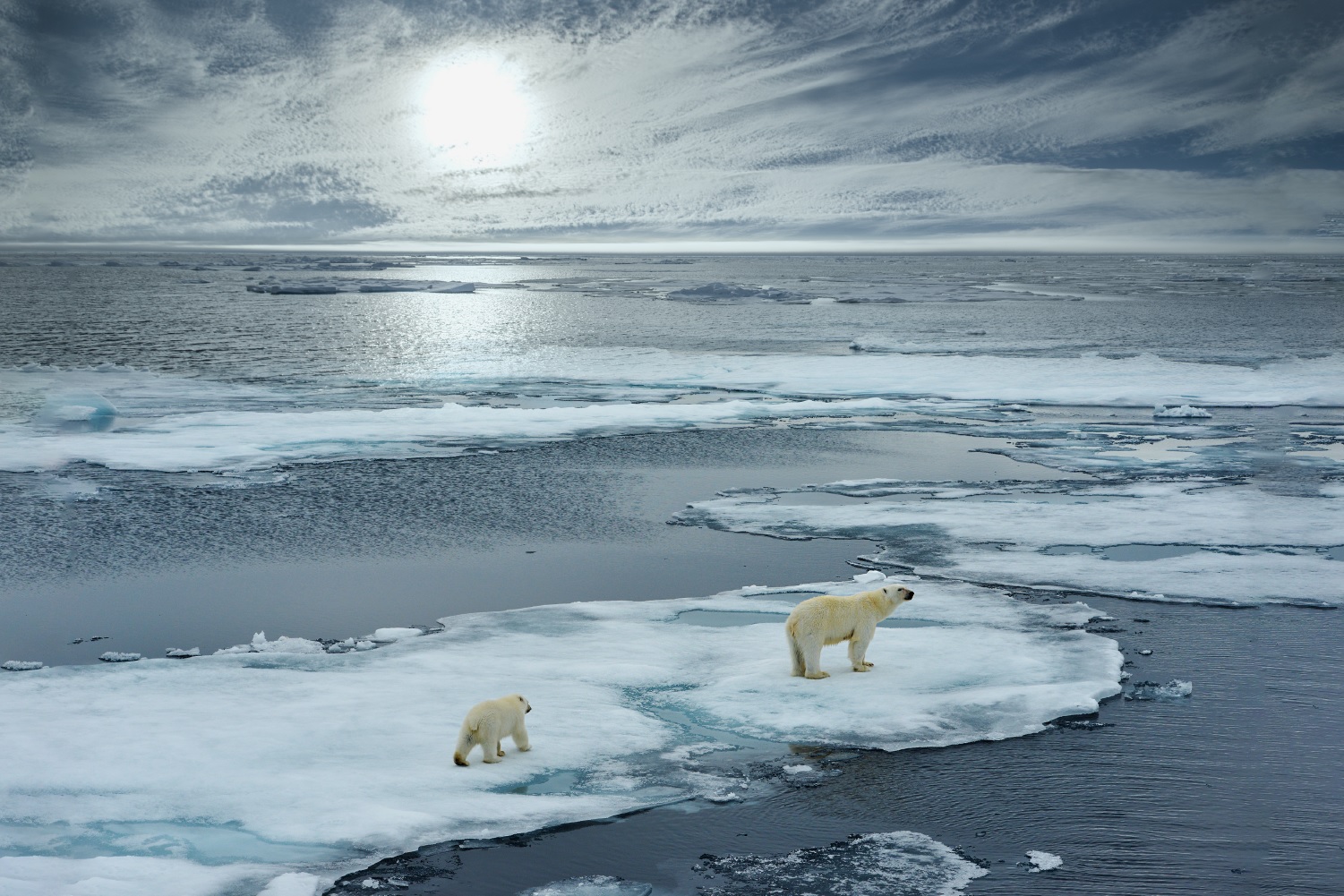 Ученые МГУ установили роль сибирских пожаров в загрязнении Арктического региона 