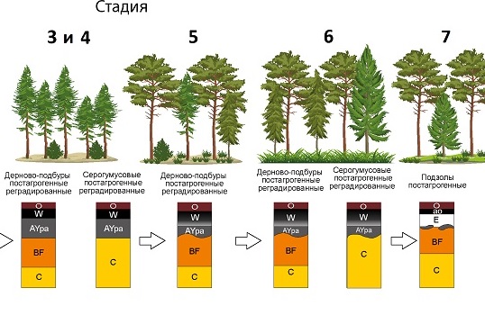 Географы МГУ выделили 7 стадий восстановления хвойных лесов в нацпарке «Смоленское Поозерье»